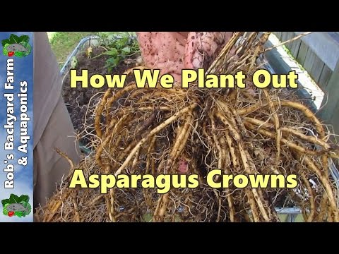 how to transplant established asparagus