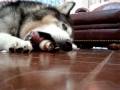 Juno enjoying his bone