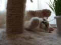 猫草食べてよ~The cat which does not eat cat grass to eat a leek
