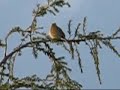 Yellowhammer song Yellowhammer song