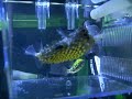 Chilomycterus antillarum Chilomycterus antillarum
