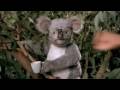videos de punch koala