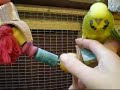 Adult budgerigars in aviary
