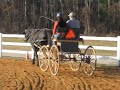 Driven dressage practice, trot-halt-walk