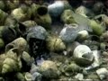 Tanganica cichlids live