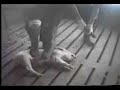 Rue Mcclanahan Speaks out aginst Pig farming