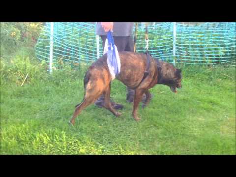 how to treat fce in dogs