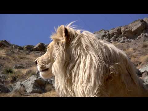 LION LION