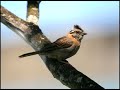 Tico Tico....(no fub�) - com viol�o ac�stico - Guitarra ac�stica