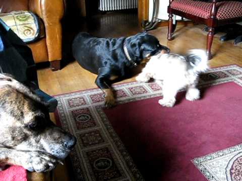 one rottweiler