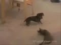 Dog vs. Cat vs. Wall