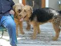 Airedale Day at Mareike\ Airedale Day at Mareike\