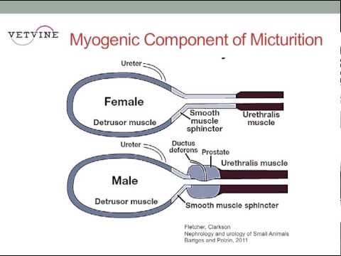 Micturition - Joseph Bartges, DVM, PhD, DACVIM, DACVN reviews the components of normal urination including the influence of neurologic control on musculature in the urinar...
