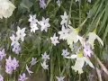 Daffodils Blooming in Spring  - Narcissus