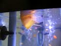Crazy Gourami