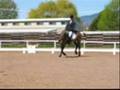 *Sandman's Magic, Bashkir Curly Horse Stallion Dressage Test