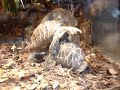 2005-09-12 台北市立動物園 烏龜交配 Taipei Zoo, Taiwan