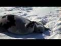 videos de seashepherd_seal6mb.mov