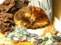 a short bit of stopframe animation with a cat called jakdo. (music - jakdo from garden cd)