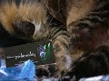 a short bit of stopframe animation with a cat called jakdo. (music - jakdo from garden cd)