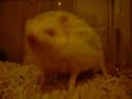 1º video do meu Hedge albino o sonic
