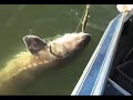 Nine foot Sturgeon