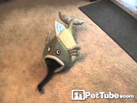 Видео 'Рыба ест котенка!‬‏'