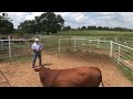 Low Stress Cattle Handling - Ron Gill - AgriLife Extension Low Stress Cattle Handling - Ron Gill - AgriLife Extension