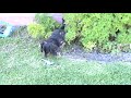 Hunting Rosco III