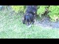 videos de Hunting Rosco III