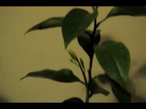 Growing Fruit Trees Indoors (Grapefruit-Lemon)