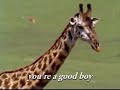 Mother And Son Giraffe Mother And Son Giraffe