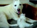 Als kat en hond...