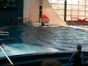dolphin show @ Baltimore, Maryland dolphin show @ Baltimore, Maryland