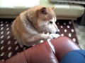 then,shiba inu Ken also eating...
