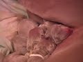 Weimaraner Birth