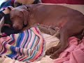 weimaraner birth