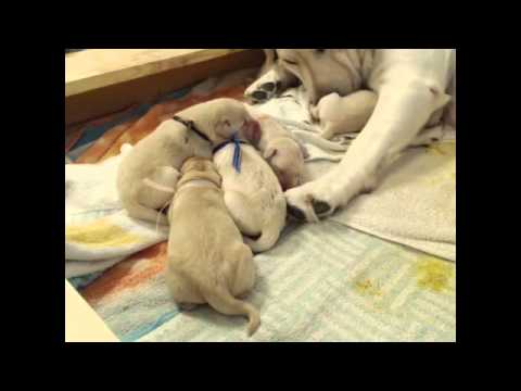 Texas White Labs PuppyCam