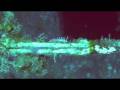 videos de Imperial Eagle