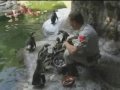 Penguins and Puffins at St Louis Zoo Penguins and Puffins at St Louis Zoo