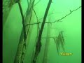 Duck attacking scuba diver under water !!! :)