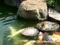 Ele estava passando por ali e viu as carpas se debatendo para tentar alcançar a ração. Com o seu espírito de liderança, deu um jeito na situação. Para alegria dos peixes ornamentais. 