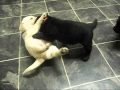 2010-03-09 | labradoodle pups playing ~> Two of my pups having a play! (<span>0:)