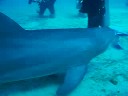 Scuba with Dolphins part II