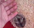 videos de my harry