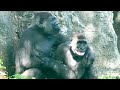 好久沒聽到小金剛Jabali的叫聲囉It’s been a while since I heard Jabali ’s call#金剛猩猩 #gorilla