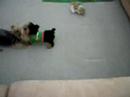Yorkies Playin