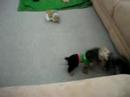 Yorkies Playin
