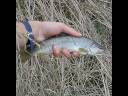 videos de Peche a la mouche dans l'Ain