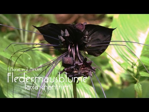 Fledermausblume Jungpflanze | 1Monat in 2 Minuten